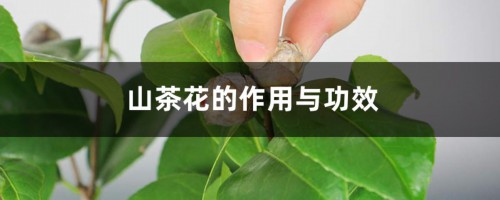 山茶花的作用与功效