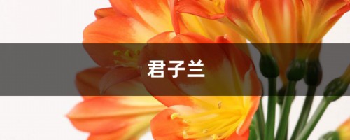 养盆君子兰开花难，换点“腐叶土”，开花多了停留时间能更长！