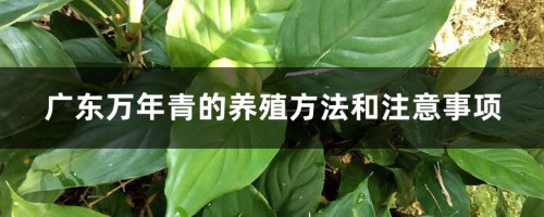 广东万年青的养殖方法和注意事项