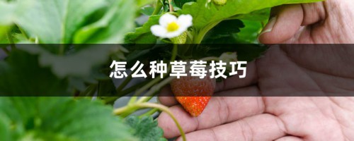 怎么种草莓技巧