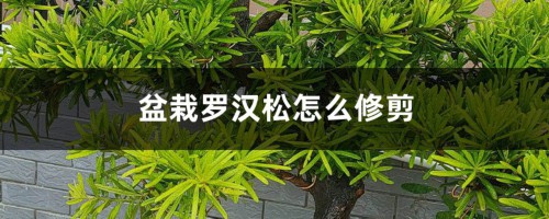 盆栽罗汉松怎么修剪